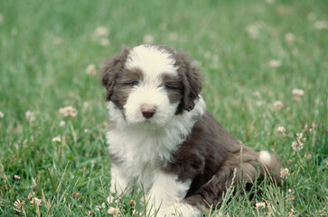 Fototapeta premium Bearded Collie sitting in grass outside