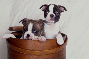 Boston Terrier puppies in pot