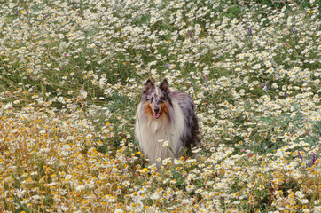 Fototapeta premium Collie in flower field