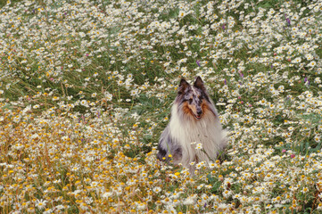 Collie in flower field