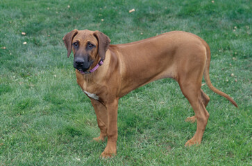 Rhodesian Ridgeback standing in grass