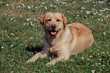 Yellow Lab in flower field