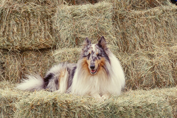 Collie on hay bales