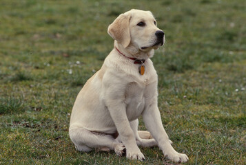 Lab sitting in field looking ahead