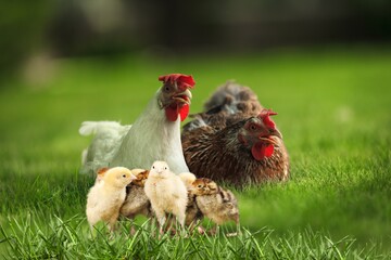 Rural yard. Hen and chickens in a grass in a farm. Free range chickens in a rural yard