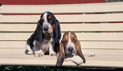 Basset Hound puppies laying on bench next to each other outside