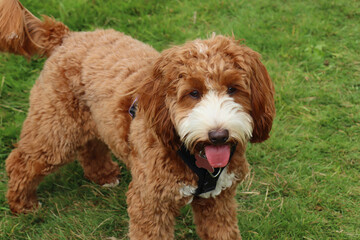 A brown and white cockapoo waits on the grass with her tongue out