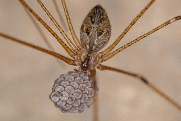 Adult Female Short-bodied Cellar Spider - obrazy, fototapety, plakaty