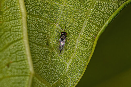 Adult Chalcidoid Wasp