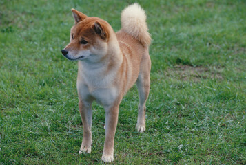 Shiba Inu in grass