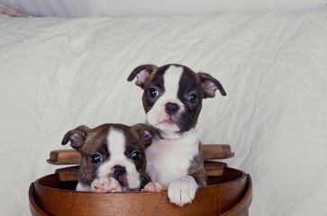 Boston Terrier puppies in pot