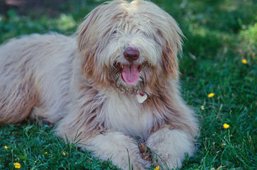 Bearded Collie in grass