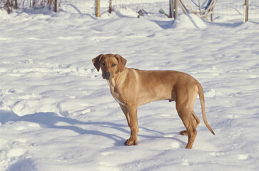 Rhodesian Ridgeback standing in snow outside