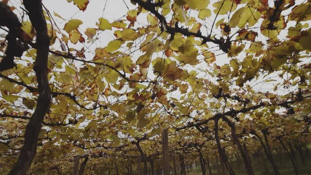 Pomar de uva parreiral