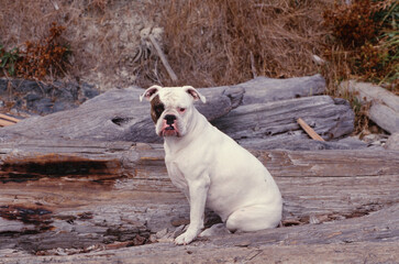 English Bulldog sitting on driftwood
