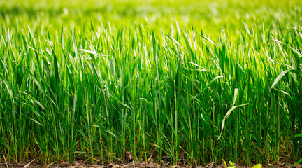 Young green wheat on an agricultural field. Close-up selective focus.