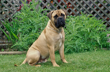 Mastiff sitting in garden looking past camera