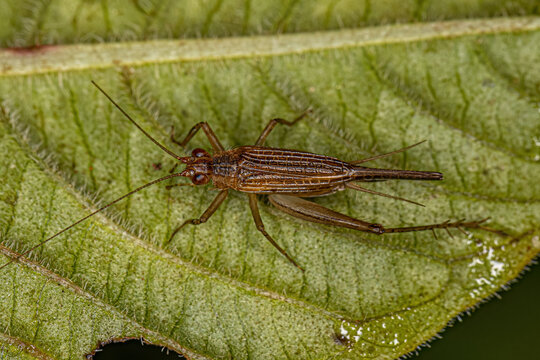 Adult True Cricket