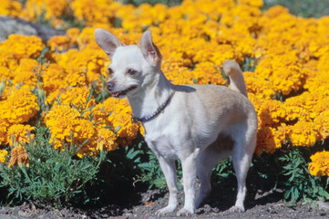 Naklejka na ściany i meble Chihuahua sitting in front of orange flowers