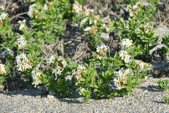 Tournefortia (Argusia sibirica), soldierbush. Halophyte plant on saline soils in steppe Crimea, Sivash lake. Crude drug: essential oil with heliotropin, Manufacture of hallucinogenic drink Ayahuasca.