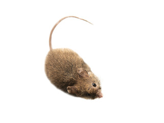 Swiss (house) mice (Mus musculus) constantly accompanies to human (synanthropes) and parasitizes:...