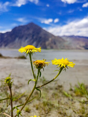 yellow flowers with mountains