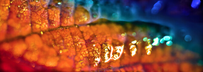 Fototapeta The surface of the wet green leaf in the rainbow spectrum. Ultra macro obraz