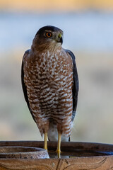 coopers hawk at the bird bath