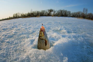 Ice recreational fishing. A picture of Zarthe (Vimba vimba) fishing with a hole, a panorama of the...