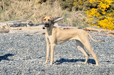 Great Dane standing in gravel looking forward with flowers in background