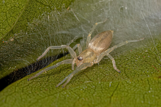 Small Ghost Spider