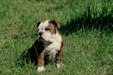 English Bulldog puppy in tall grass looking right