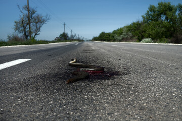 Snake on road is always corpse. Human's dislike of snakes, their intentional killing by drivers....
