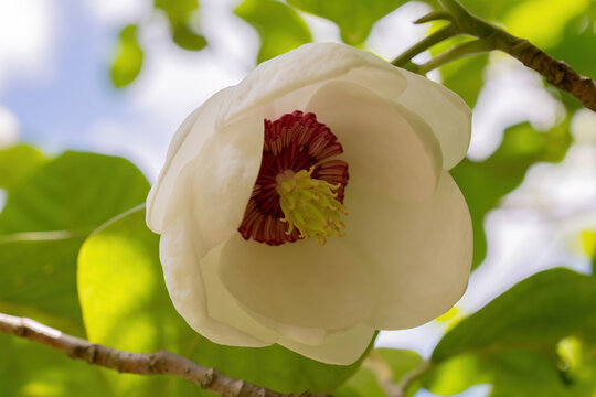 White flower of Magnolia sieboldii (Siebold's magnolia) close up in spring. Chinese blooming garden 