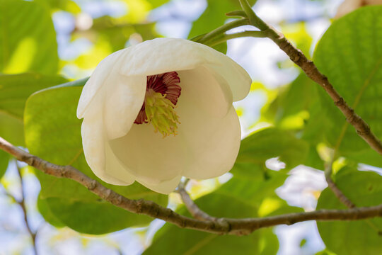 White flower of Magnolia sieboldii (Siebold's magnolia) close up in spring. Chinese blooming garden 