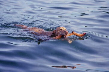 Lab swimming with stick in mouth