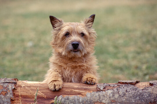 Cairn terrier norwich terrier sale