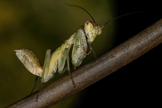Acontistid Mantis Nymph