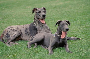Great Danes laying in field with tongues out