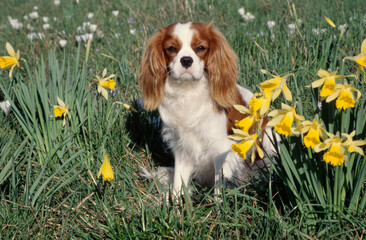 King Charles Spaniel in flower field