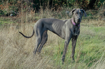 Great Dane in tall dead grass and forest looking at camera