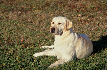 Yellow Lab laying in grass field