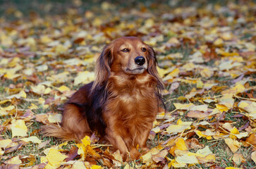 Dachshund in grass and leaves