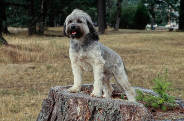 Tibetan Terrier on tree stump