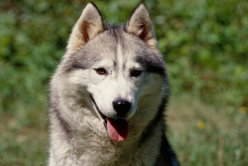 Close up of Siberian Husky sitting on Rock with tongue out