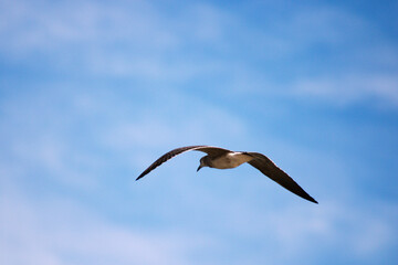 Tern a Shorebird on the East Coast Gliding in the Blue Sky Cloud Background