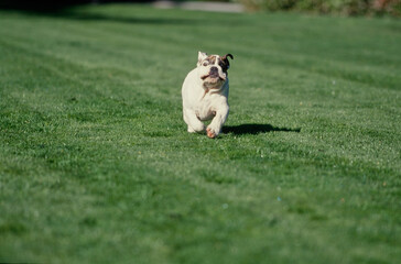 English Bulldog puppy running in grass