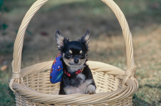 Chihuahua With Sombrero In Basket