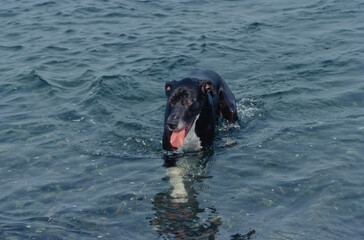 Great Dane in deep water with tongue out