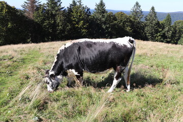 Fototapeta na wymiar Vosges - Petit Drumont - Vache dans un pré